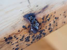 Image result for insect poop