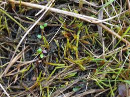 Attēlu rezultāti vaicājumam “Drepanocladus trifarius”