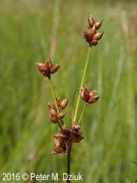 Attēlu rezultāti vaicājumam “Cladium mariscus bud”