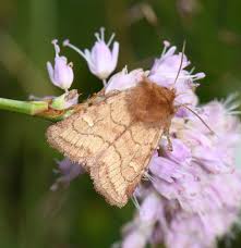 Attēlu rezultāti vaicājumam “Eriopygodes imbecilla”