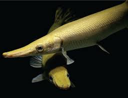 Image result for Garstang A S C