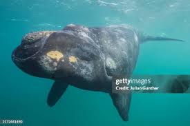 Image result for Eubalaena glacialis