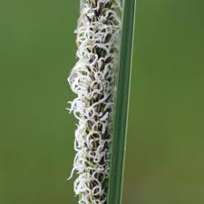 Attēlu rezultāti vaicājumam “Carex acuta”