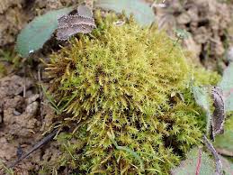 Attēlu rezultāti vaicājumam “Didymodon fallax var. brevifolius”