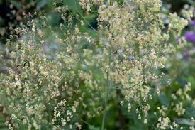 Attēlu rezultāti vaicājumam “Thalictrum minus leaf”