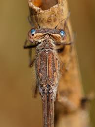 Attēlu rezultāti vaicājumam “Sympecma paedisca”