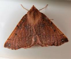 Attēlu rezultāti vaicājumam “Colotois pennaria”