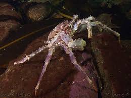 Image result for Lithodes maja