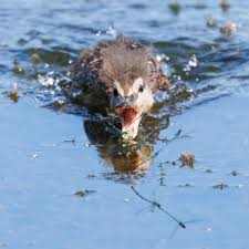 Attēlu rezultāti vaicājumam “Anas platyrhynchos juvenile”