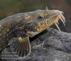 Attēlu rezultāti vaicājumam “Barbatula barbatula”