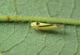 Attēlu rezultāti vaicājumam “Edwardsiana geometrica”