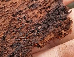 Attēlu rezultāti vaicājumam “Bitoma crenata imago”