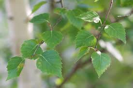 Attēlu rezultāti vaicājumam “Betula papyrifera leaf”