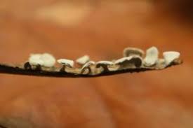 Attēlu rezultāti vaicājumam “Diderma hemisphaericum”