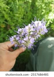 Attēlu rezultāti vaicājumam “Hydrophyllaceae”