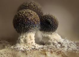 Attēlu rezultāti vaicājumam “Diachea leucopodia spores”