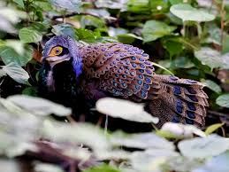 「烏頭みこと」の画像検索結果