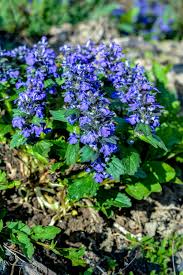 Attēlu rezultāti vaicājumam “Ajuga genevensis flower”