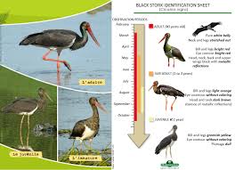 Attēlu rezultāti vaicājumam “Ciconia nigra adult”
