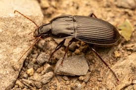 Attēlu rezultāti vaicājumam “Pterostichus aethiops”