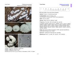 Attēlu rezultāti vaicājumam “Ceratiomyxaceae”