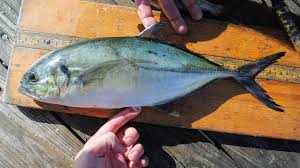 Image result for Caranx crysos