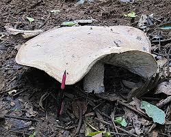 Image result for macrocybe titans