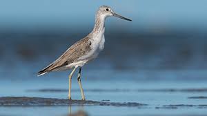 Attēlu rezultāti vaicājumam “Tringa nebularia”