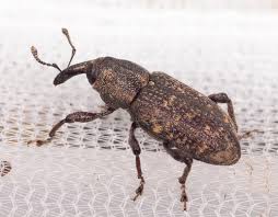 Attēlu rezultāti vaicājumam “Hylobius pinastri”