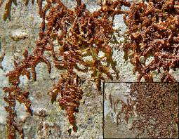 Attēlu rezultāti vaicājumam “Frullania tamarisci”