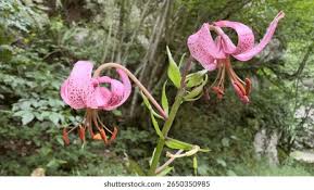 Image result for Lilium martagon Alba