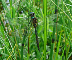 Attēlu rezultāti vaicājumam “Somatochlora flavomaculata”