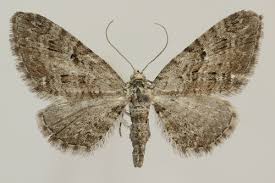 Attēlu rezultāti vaicājumam “Eupithecia pusillata”