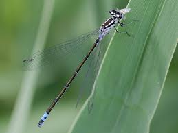 Attēlu rezultāti vaicājumam “Coenagrion pulchellum male”