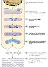 <b>Endopeptidases Aspárticas</b>