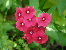 Image result for Phlox drummondii