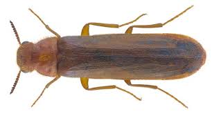 Attēlu rezultāti vaicājumam “Hylecoetus dermestoides”