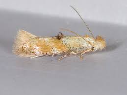 Attēlu rezultāti vaicājumam “Bucculatricidae”