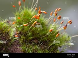 Attēlu rezultāti vaicājumam “Dicranella crispa”