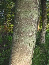 Attēlu rezultāti vaicājumam “Acer platanoides fo. schwedleri”