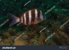 Image result for Diplodus cervinus