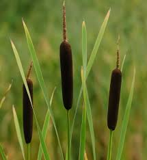 Attēlu rezultāti vaicājumam “Typha latifolia”