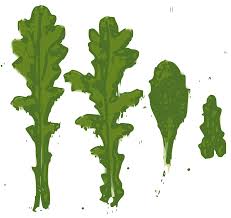 Attēlu rezultāti vaicājumam “Senecio vulgaris leaf”