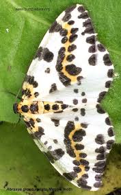 Attēlu rezultāti vaicājumam “Abraxas grossulariata pupa”