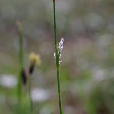 Attēlu rezultāti vaicājumam “Carex pilosa leaf”