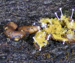 Attēlu rezultāti vaicājumam “Trichia contorta macro”