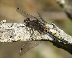 Attēlu rezultāti vaicājumam “Leucorrhinia pectoralis female”