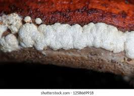 Attēlu rezultāti vaicājumam “Hypocrea pulvinata”