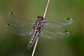 Attēlu rezultāti vaicājumam “Leucorrhinia rubicunda male”