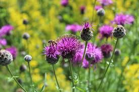 Image result for Flockenblume